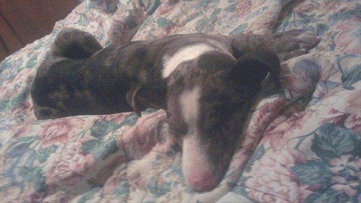 Blanding af racer > Houla Dane ] Zano billede 7