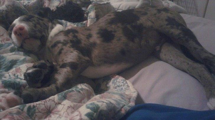 Blanding af racer > Houla Dane ] Zano billede 8