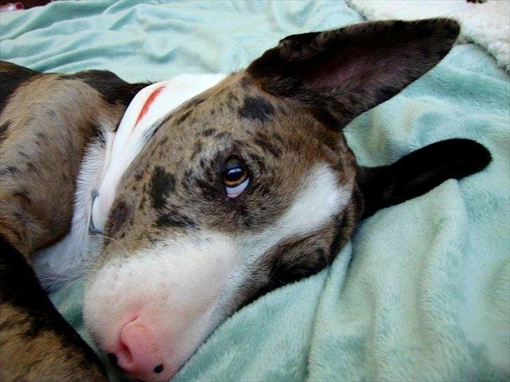 Blanding af racer > Houla Dane ] Zano billede 9