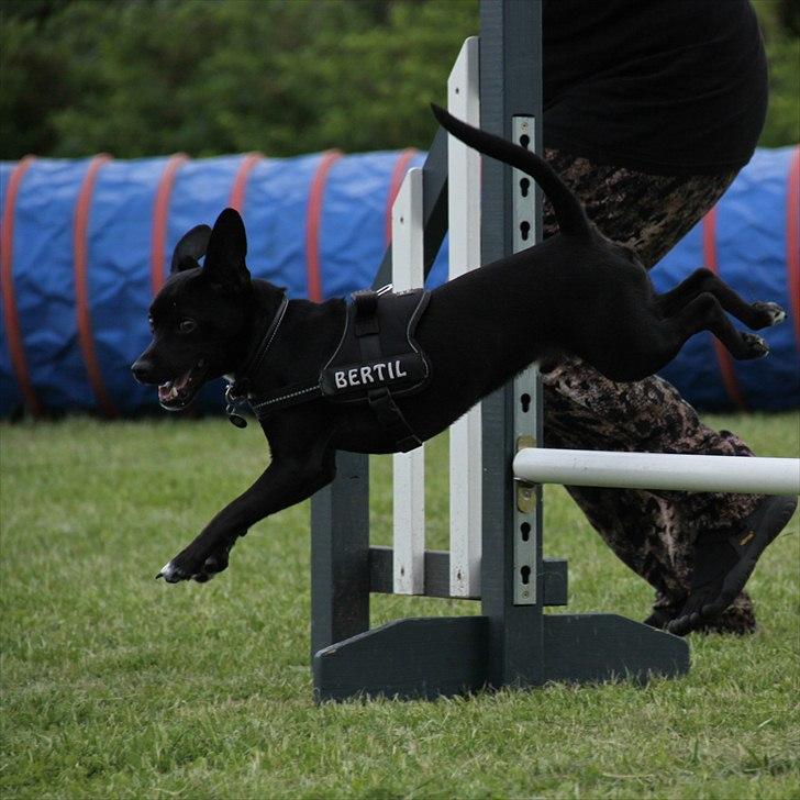 Blanding af racer Bertil Himmelhund 2013 billede 8