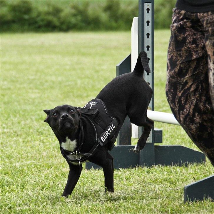 Blanding af racer Bertil Himmelhund 2013 billede 14