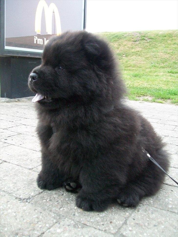 Chow chow Hermann - 8 uger gammel billede 1