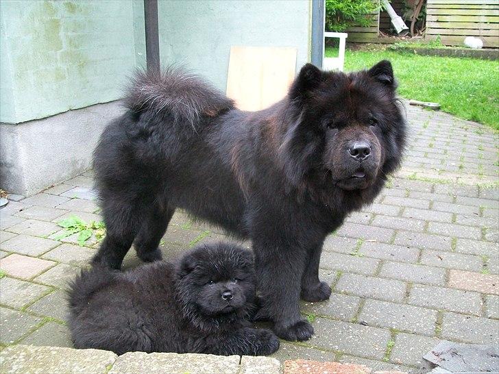 Chow chow Hermann - Herman 8 uger og storebror Anton på 2 år. billede 2