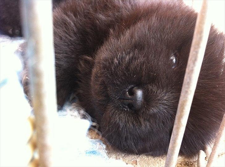 Chow chow Hermann - 4 uger gammel billede 3