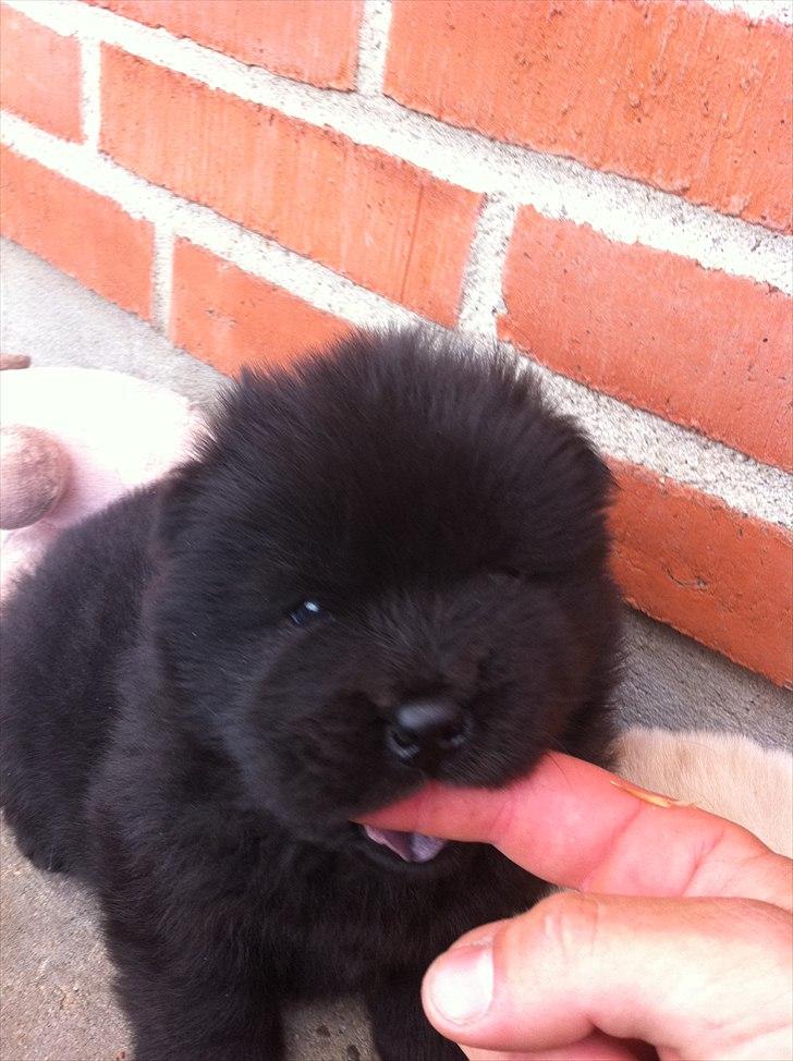 Chow chow Hermann billede 4