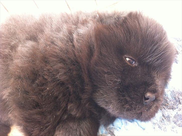 Chow chow Hermann billede 5