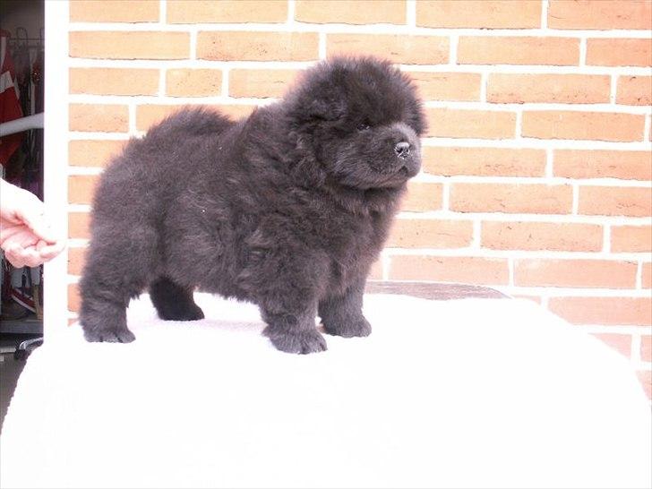 Chow chow Hermann - Hermann 6 uger. billede 6