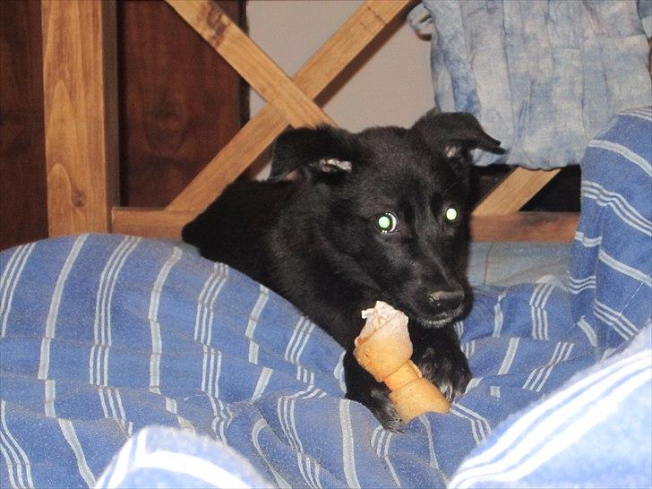 Blanding af racer Salta La Linda - Lille Salta i min seng i Argentina.. hun elsker sine ben ;) billede 4