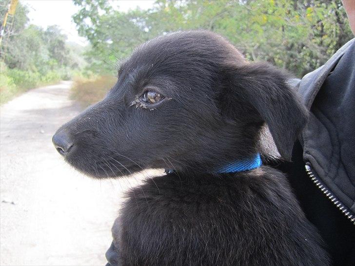 Blanding af racer Salta La Linda - Første dag vi tog hende uden for centeret - som det kan ses er hun ikke videre rask her og har en virus (som dyrlægen fik væk på en uge da vi fjernede hende fra stedet) billede 5