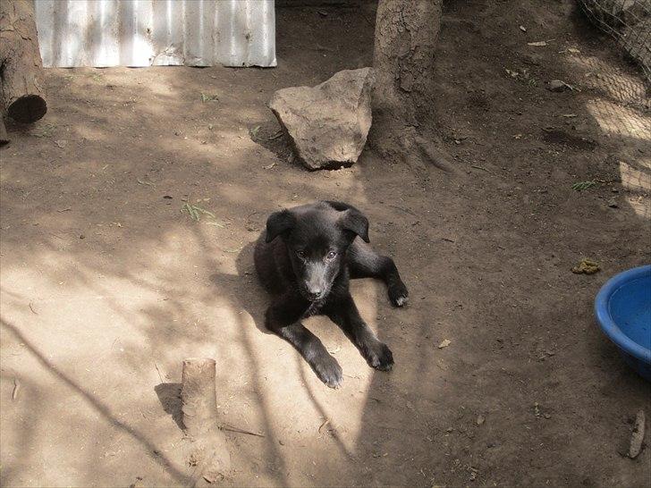 Blanding af racer Salta La Linda - Salta i Hvalpegården billede 7