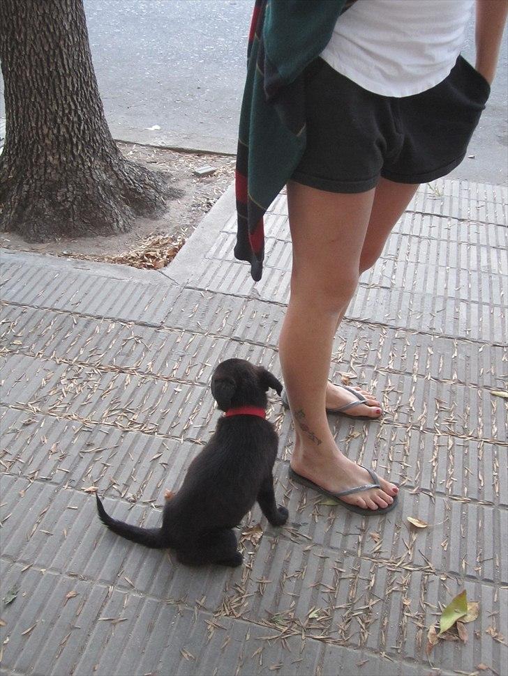 Blanding af racer Salta La Linda - Lille bitte Salta i den store by, Cordoba billede 8