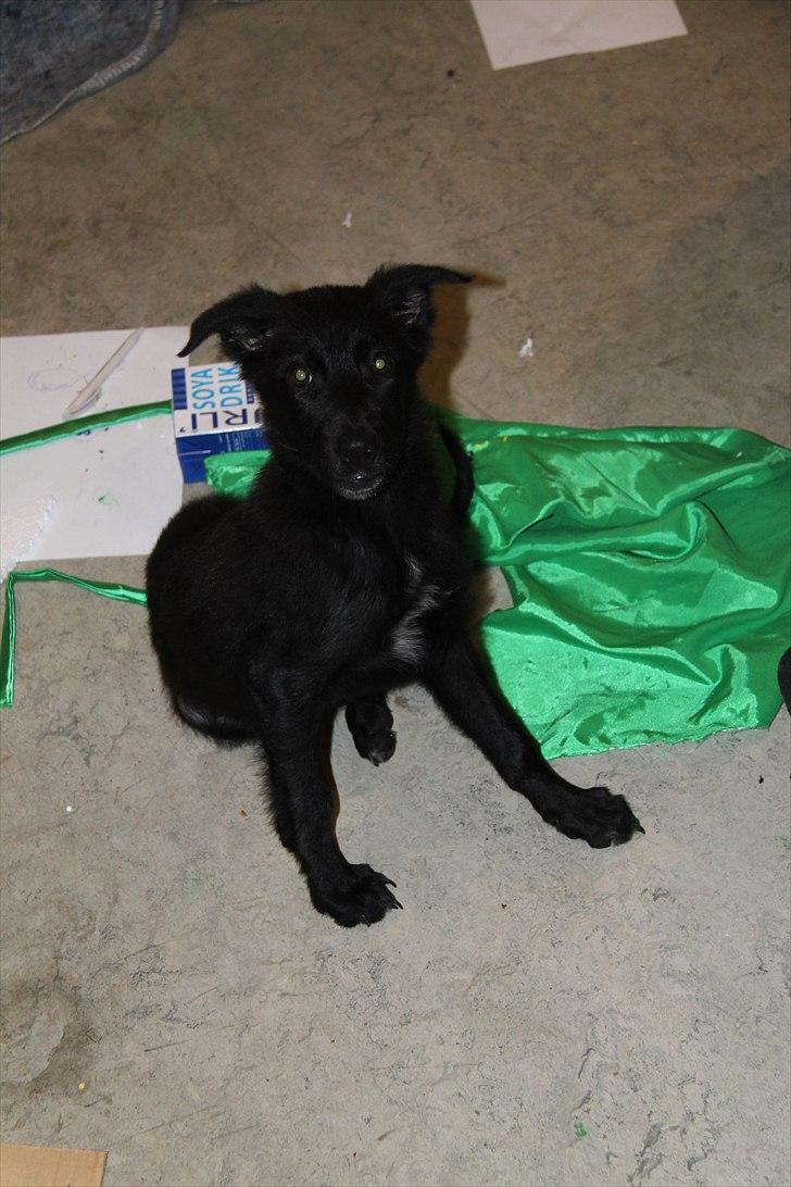 Blanding af racer Salta La Linda billede 10