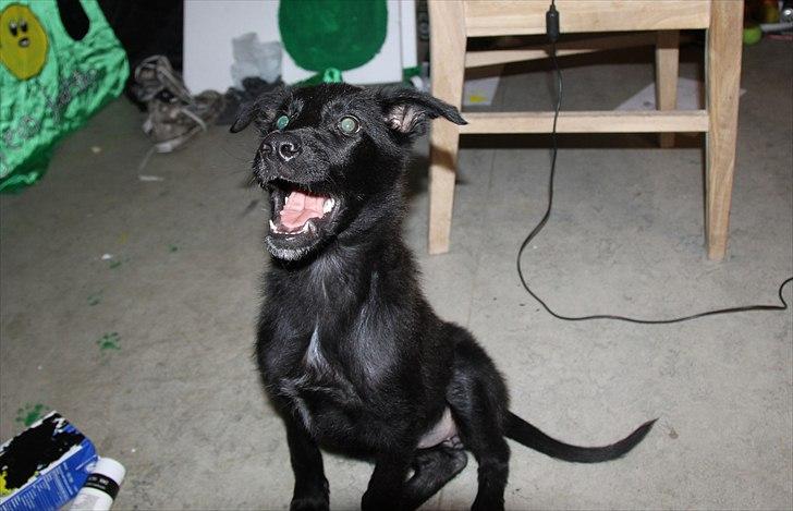 Blanding af racer Salta La Linda - Hehe Salta vil gerne have legetøjet :) billede 11