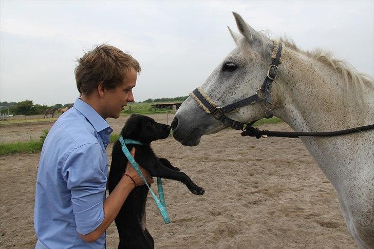 Blanding af racer Salta La Linda - Salta møder vores hest, Chiara for første gang billede 13