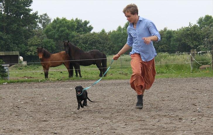 Blanding af racer Salta La Linda - Skønne Salta i fuld firspring billede 14