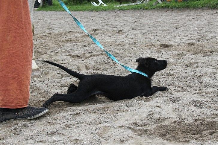 Blanding af racer Salta La Linda - Sand er bare dejligt billede 15