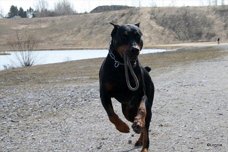 Dobermann Tarzan billede 13