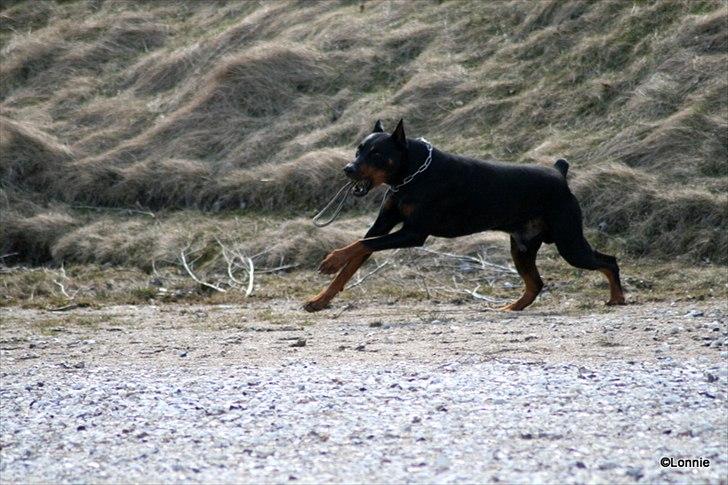 Dobermann Tarzan billede 14