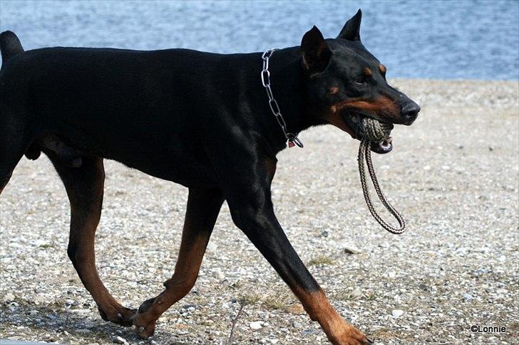 Dobermann Tarzan billede 15