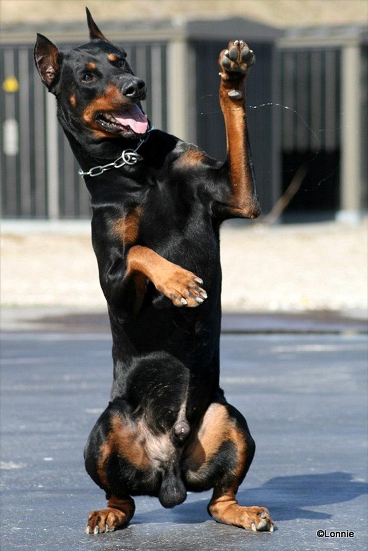 Dobermann Tarzan billede 16