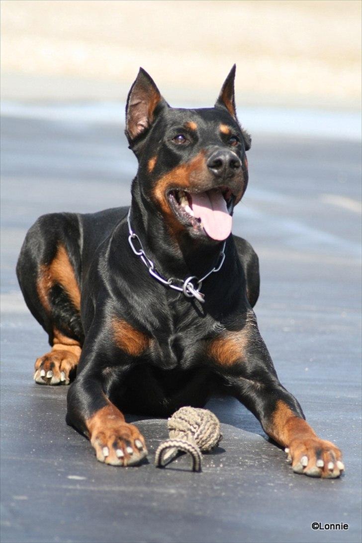 Dobermann Tarzan billede 17