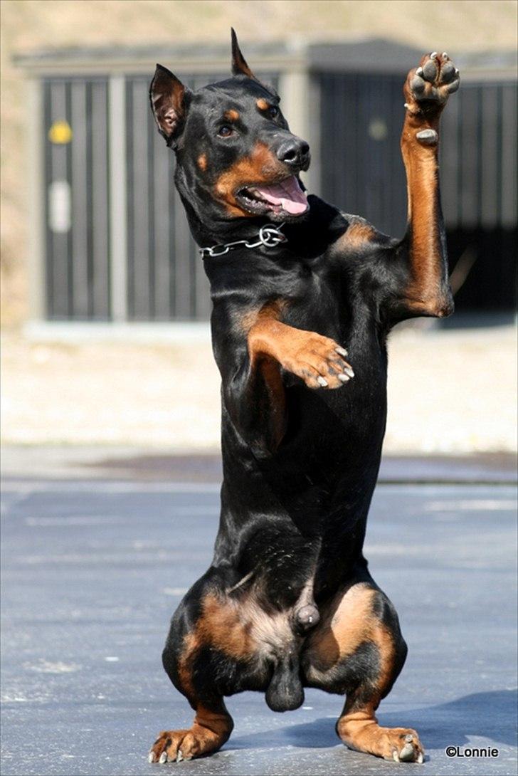 Dobermann Tarzan billede 18