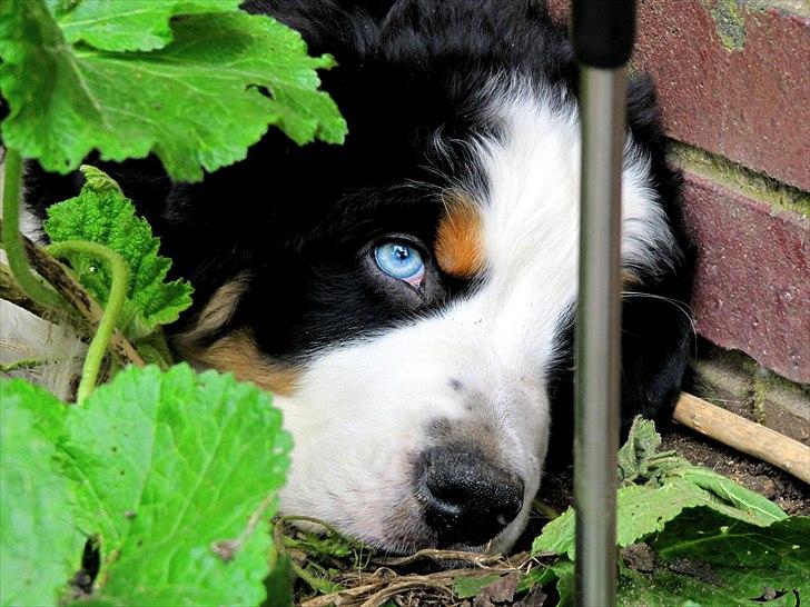 Berner sennenhund Anton billede 13