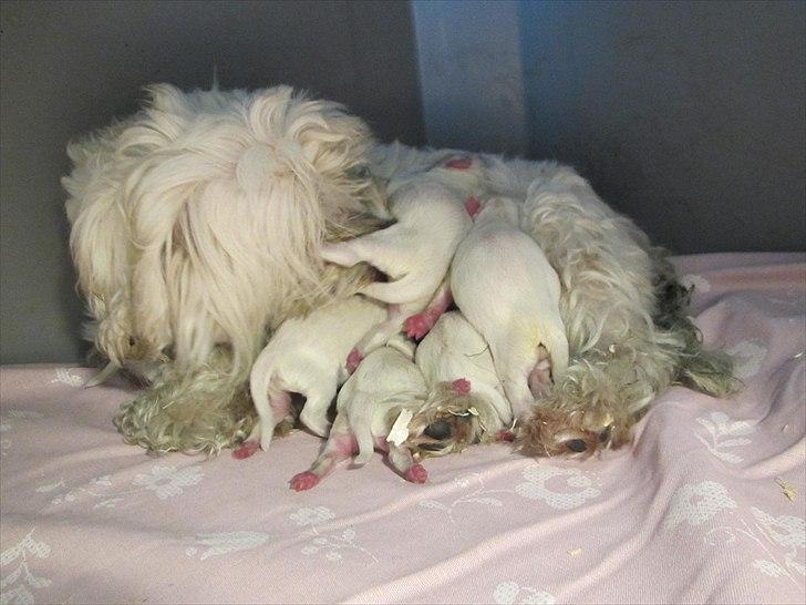 Malteser Sandy - de bliver vaskede og vaskede, ellers kan  man jo heller ikke holde sådan en bunke HELT HVIDE :-) billede 9