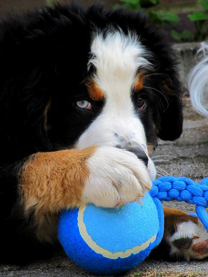 Berner sennenhund Anton billede 14