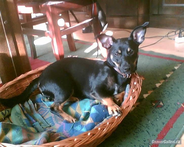 Blanding af racer Piple billede 6