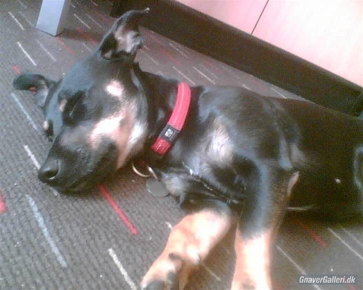 Blanding af racer Piple billede 7