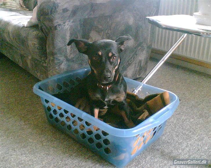 Blanding af racer Piple billede 8