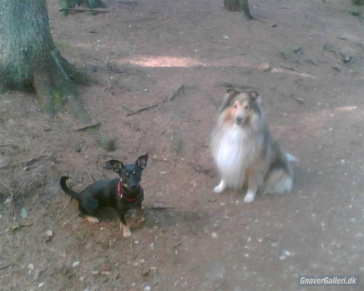 Blanding af racer Piple billede 9