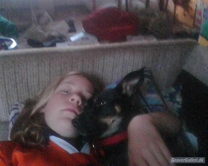 Blanding af racer Piple billede 10