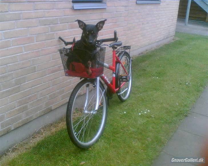 Blanding af racer Piple billede 11