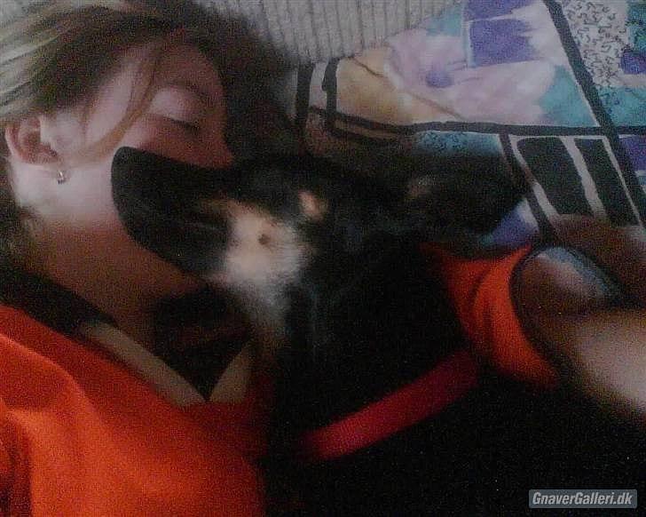 Blanding af racer Piple billede 12