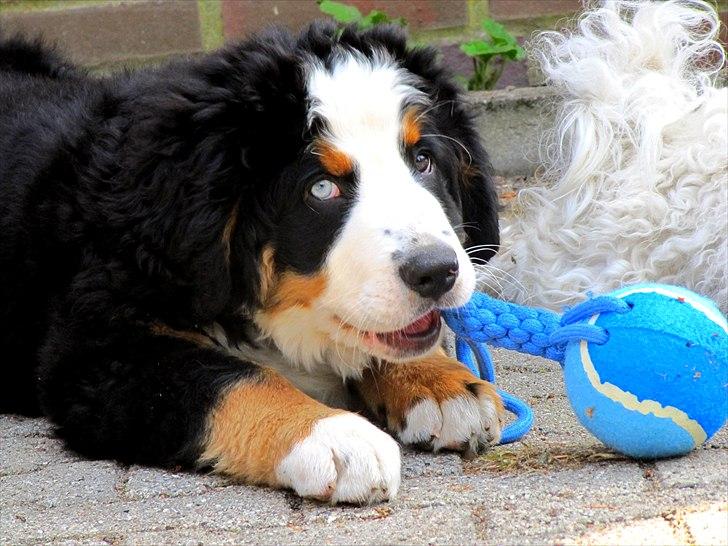 Berner sennenhund Anton billede 15