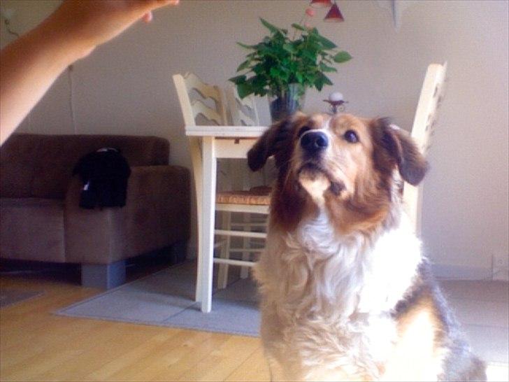 Blanding af racer Bamse  - Plager for en godbid;D billede 5