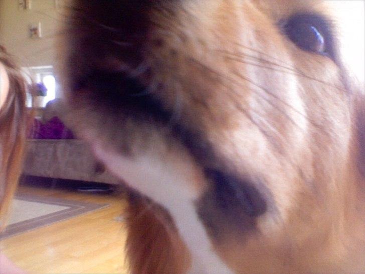 Blanding af racer Bamse  - Igang med at snuse ;D billede 12