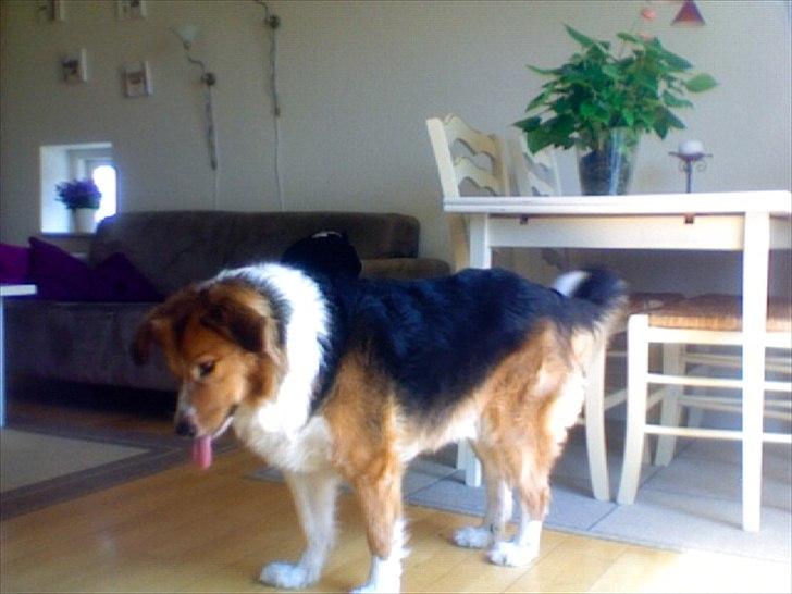 Blanding af racer Bamse  - Ved ikke lige men den tog et billede lige i den han tog tungen ud ;D hihi billede 3