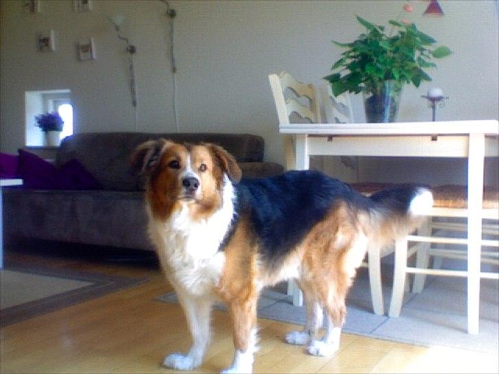 Blanding af racer Bamse  - Meget opmærksom her;) billede 1