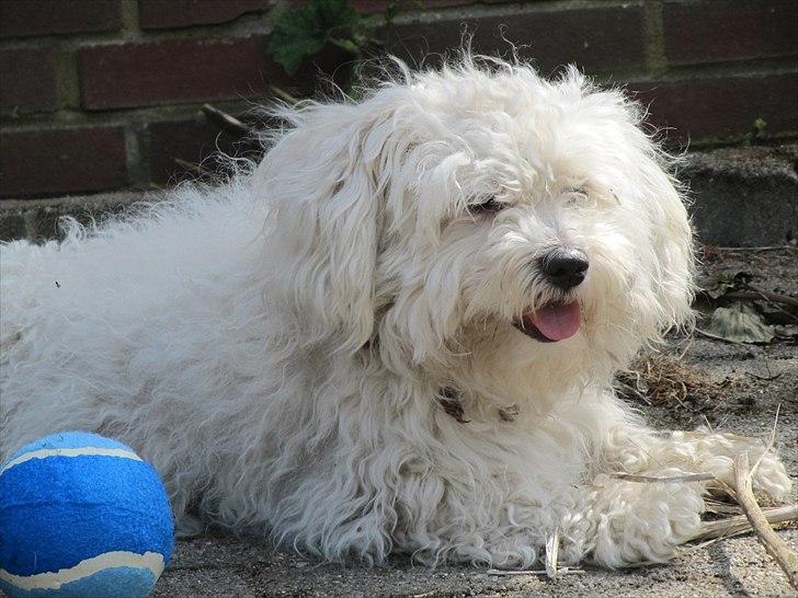 Malteser Douglas <3 billede 11