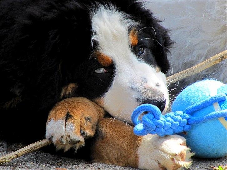 Berner sennenhund Anton billede 16