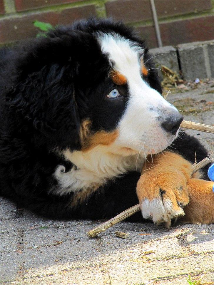 Berner sennenhund Anton billede 17