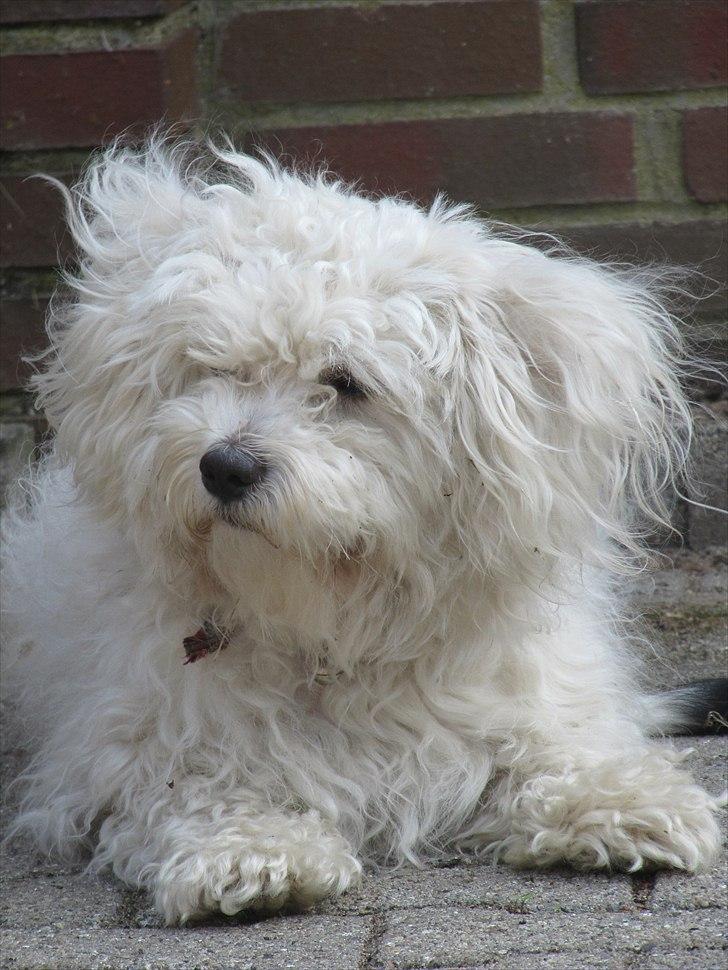 Malteser Douglas <3 billede 13