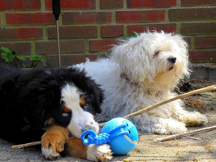 Malteser Douglas <3 billede 16