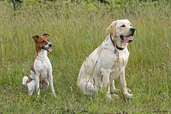 Labrador retriever Posters Yellow Moon (Ramses) - Joveno Foto
7 mdr gammel med Felix billede 7