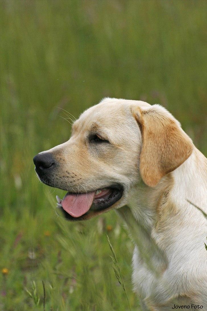 Labrador retriever Posters Yellow Moon (Ramses) - Joveno Foto 
7 mdr. gammel billede 8