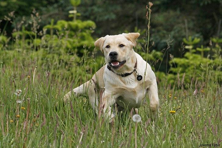 Labrador retriever Posters Yellow Moon (Ramses) - Joveno Foto 
7 mdr gammel billede 11
