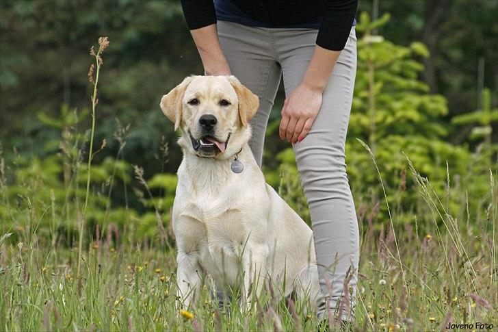 Labrador retriever Posters Yellow Moon (Ramses) - Joveno Foto 
7 mdr gammel billede 6